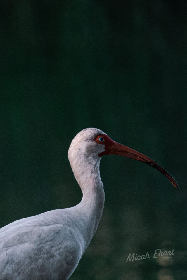 Birds in the morning chincoteague summer 2022-9