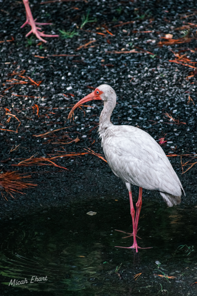 Birds on the gravel chincoteague summer 2022-1wm