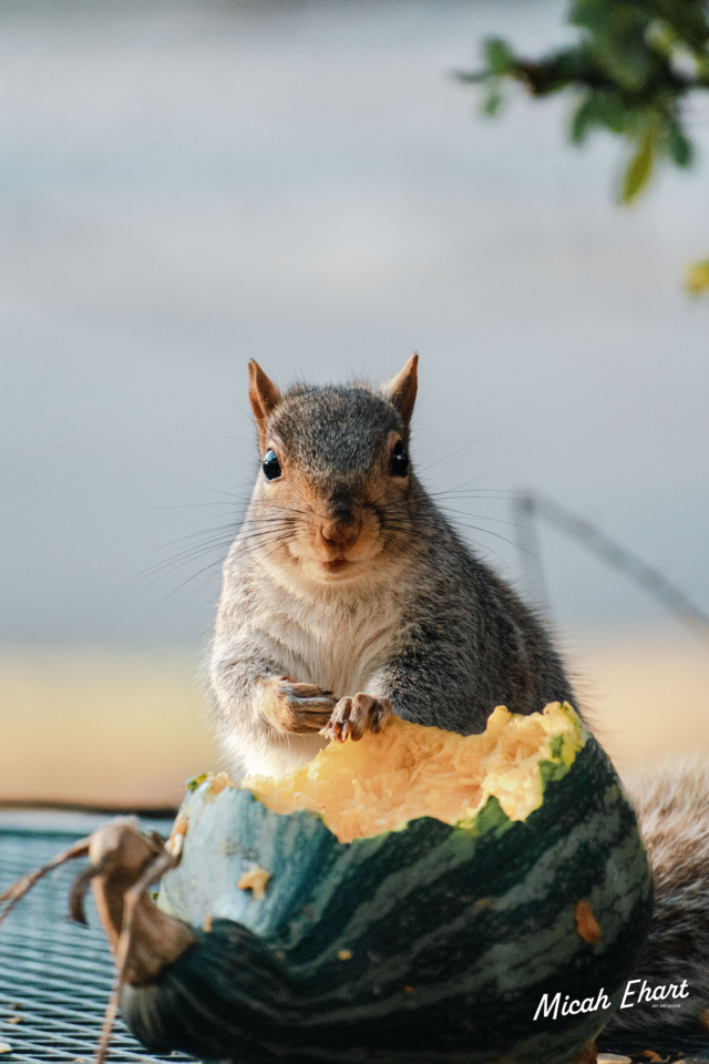 Squirrles on a pumpkin 2022 (18 of 20)watermarked